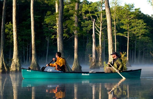 Cypress Forest (Credit: Cheraw State Park)