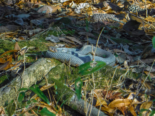 Spring Shed Ahead (Credit: The Outdoorsy Lens LLC, JoAnn Johnson)