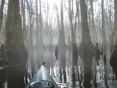 (Credit: Richard Covey, Audubon South Carolina)