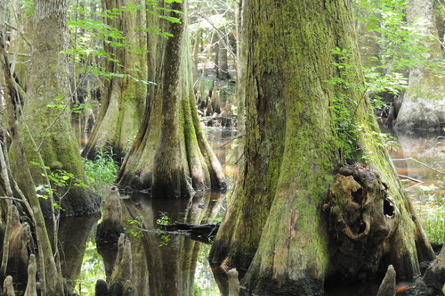 (Credit: Mark Musselman, Audubon South Carolina)