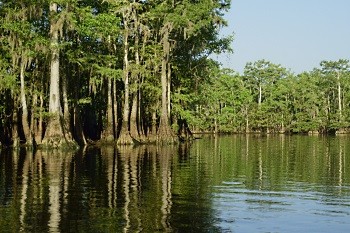 Cypress trees (Credit: SCDNR)