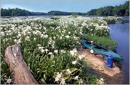 Rocky Shoals Spider Lilies at Landsford Canal State Park (Credit: South Carolina Department of Parks, Recreation & Tourism)