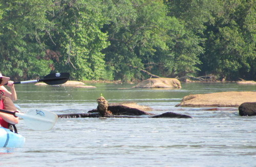 Formation of rocks looks like a giant turtle! (Credit: P Cumalander-Frick)