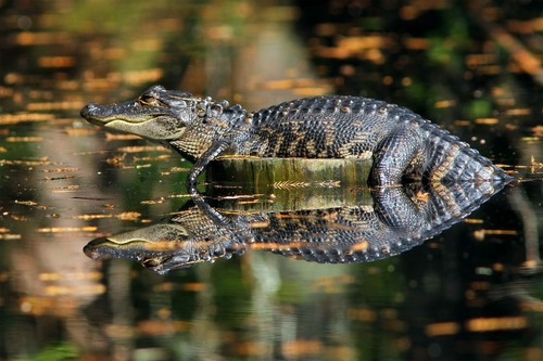 Alligator at Woods Hole State Park (Credit: Woods Hole State Park)