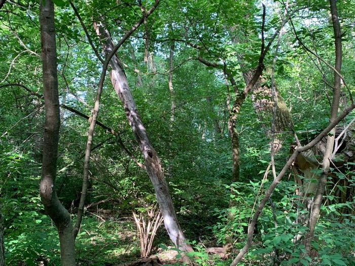 Sylvan trail beauty