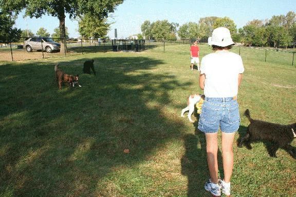 Dogs and their owners running and playing at the Crow Creek Dog Park. (Credit: City of Bettendorf)