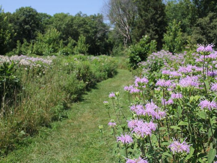 Mowed Trail (Credit: MindFire Communications)