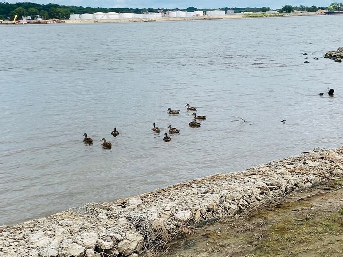 Ducks taking in the views of the Mississippi (Credit: Bi-State Regional Commission)