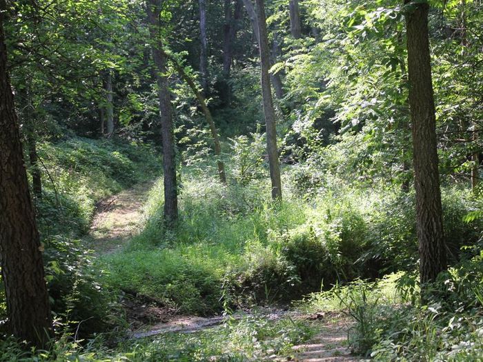 Improved Trail (Credit: MindFire Communications)