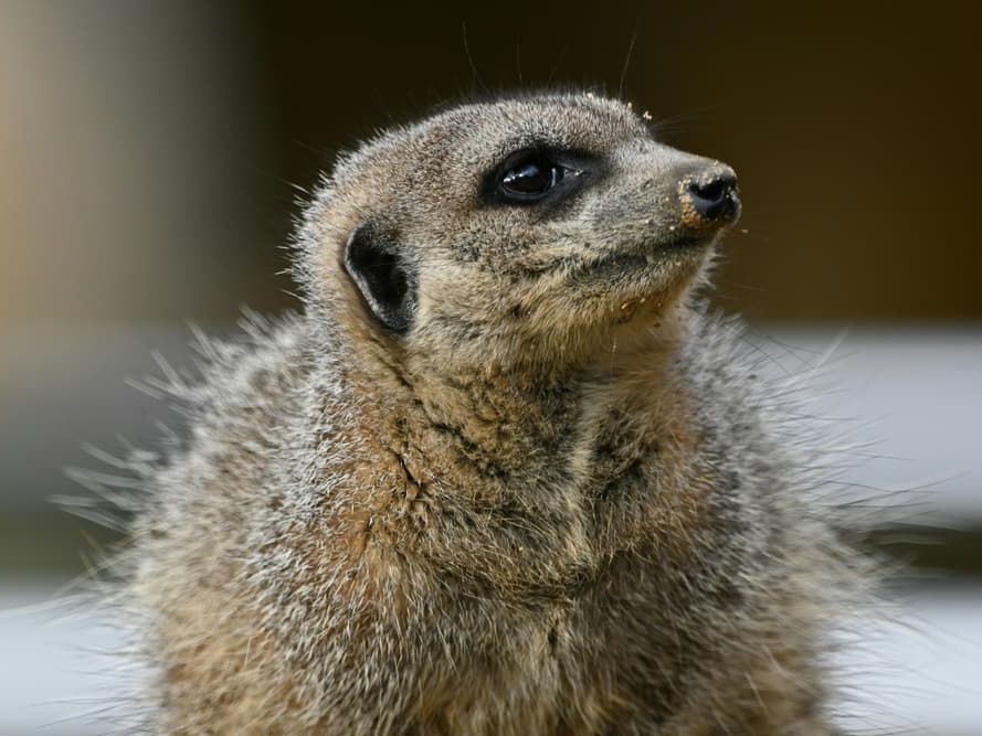 Judgey Meercat