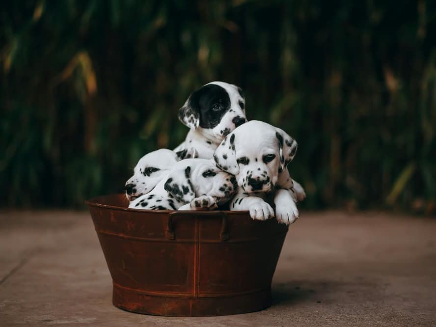 Cute Puppies