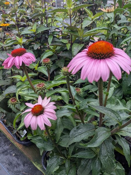 Rudbeckia / Coneflower