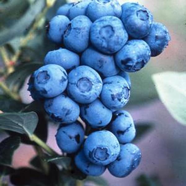 Duke Blueberry