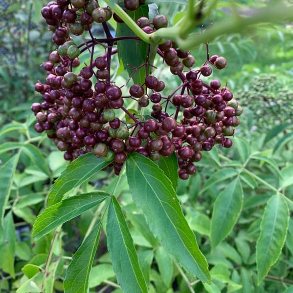 Elderberry