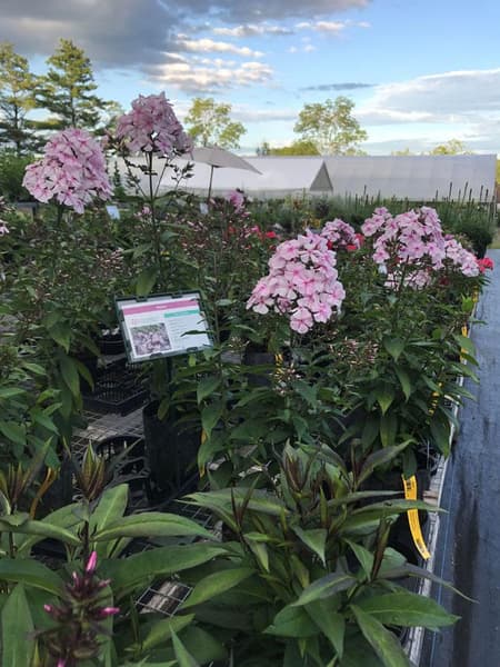 Garden Phlox