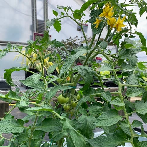 Veggies Still Available