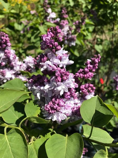 Lilacs