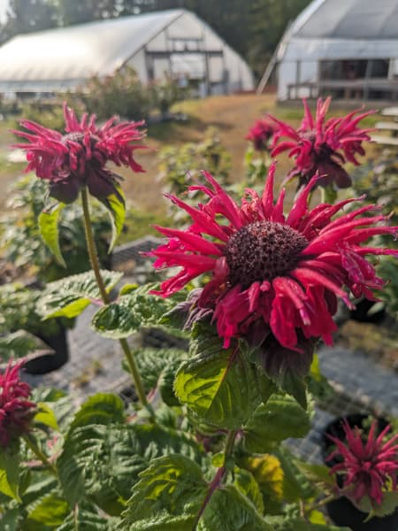 Monarda / Bee Balm