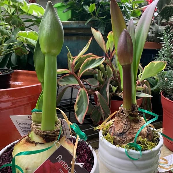 Potted amaryllis