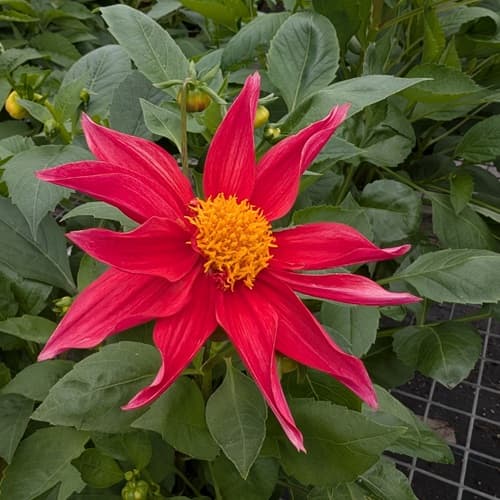 Featured annual: Dahlia 'Starlight'