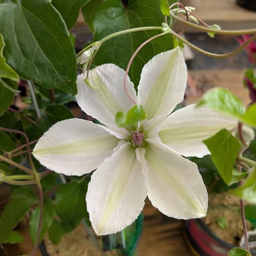 Featured Perennial: Clematis 'Guernsey Flute'