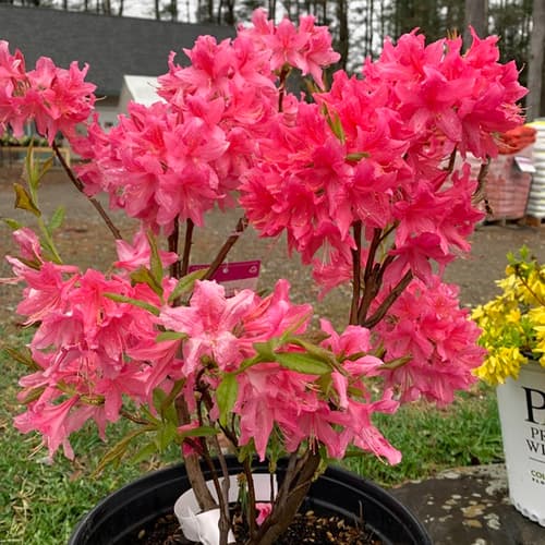 Flowering Shrubs