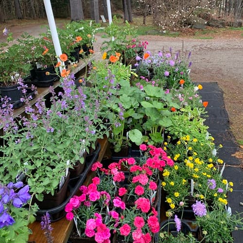 Spring Perennials