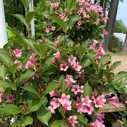 Featured Shrub: Weigela 'Sonic Bloom'