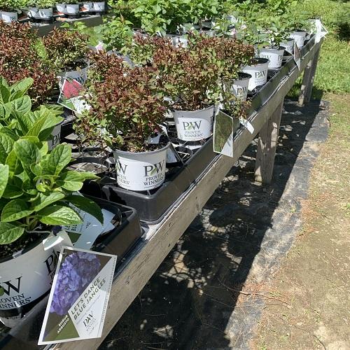 Nursery Trees &amp; Shrubs