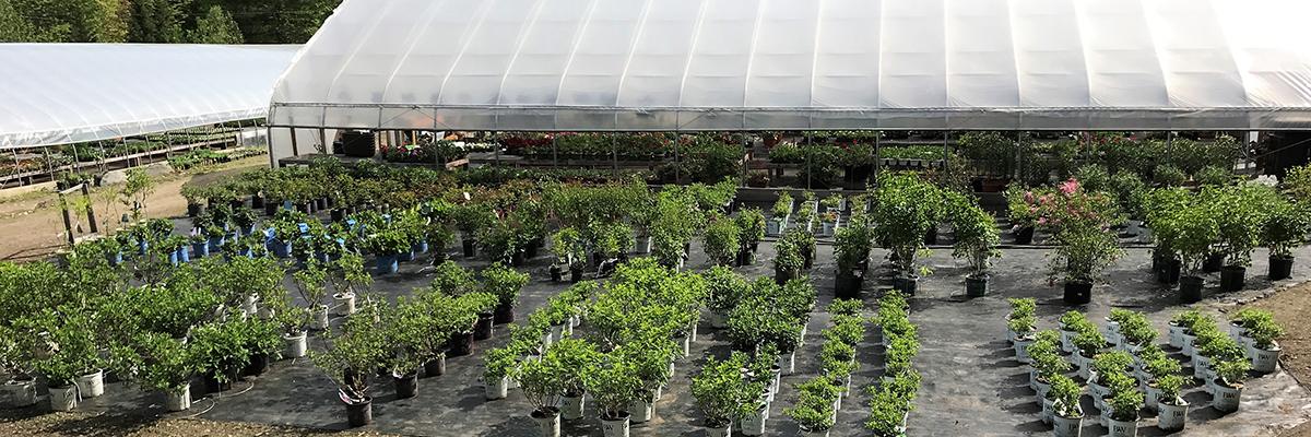 Nursery Trees &amp; Shrubs