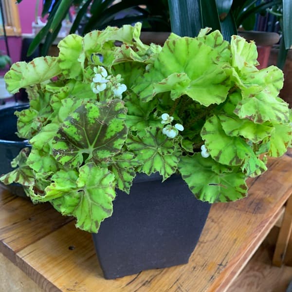 Featured Plant - Rex Begonia