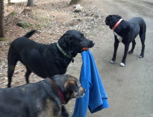 Addie, Sam and Ellie