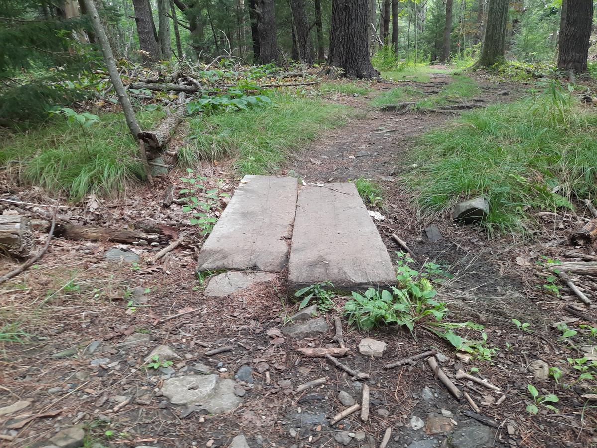 A short bog bridge made from hewn logs.