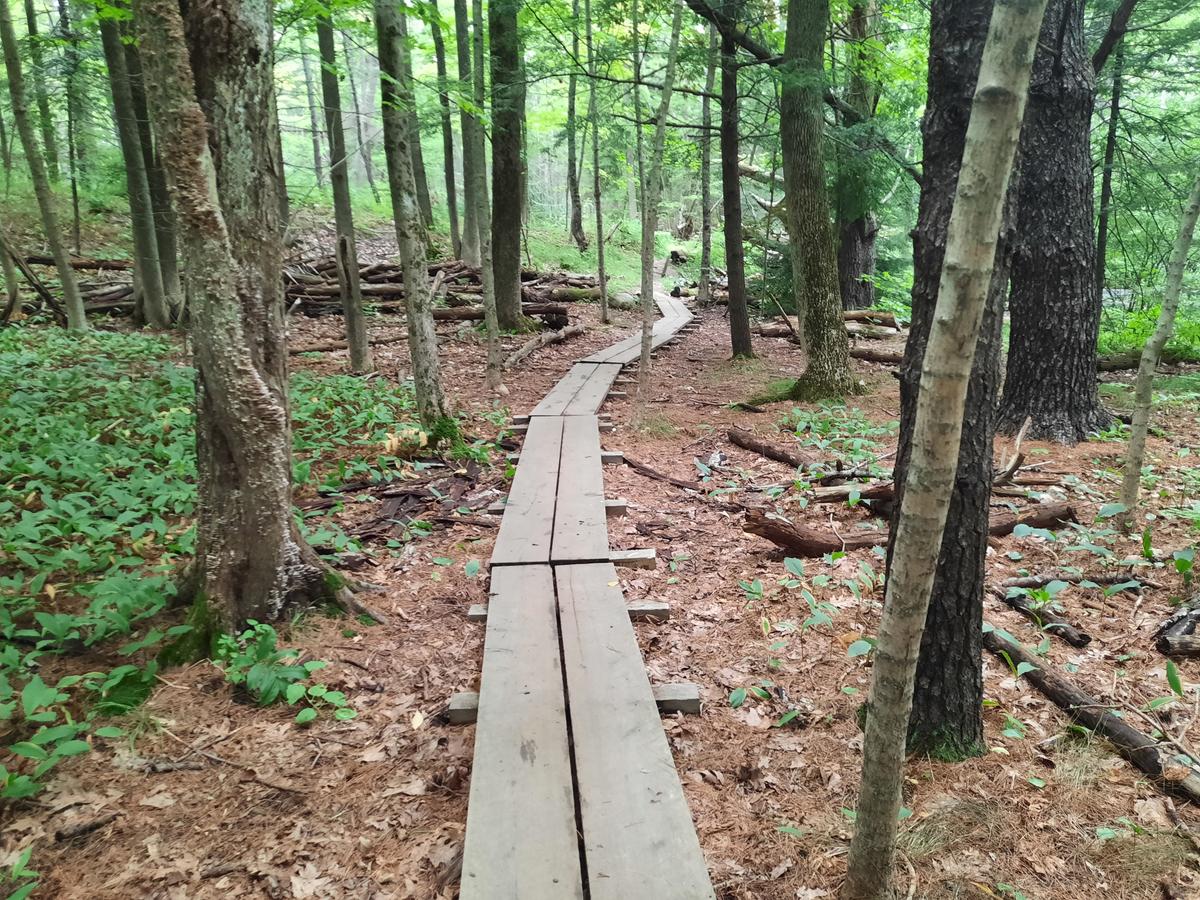 A very long bog bridge travels into the woods.