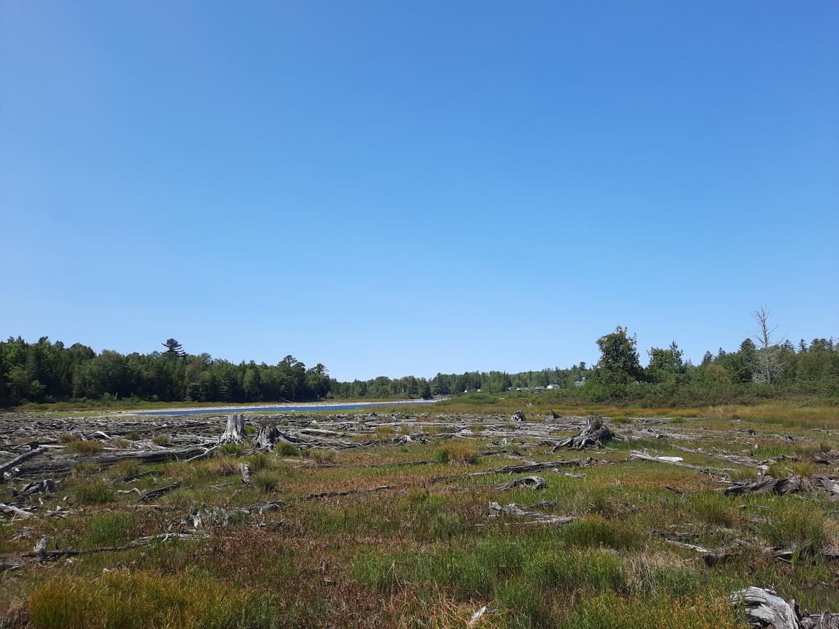 View toward the lake. Photo credit: Enock Glidden