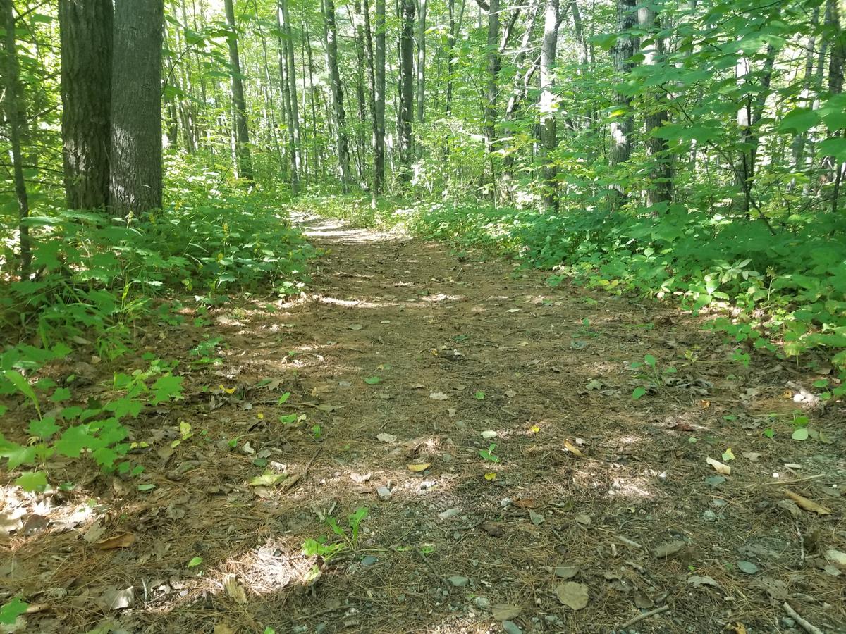 Trail surface at the beginning of the trail.