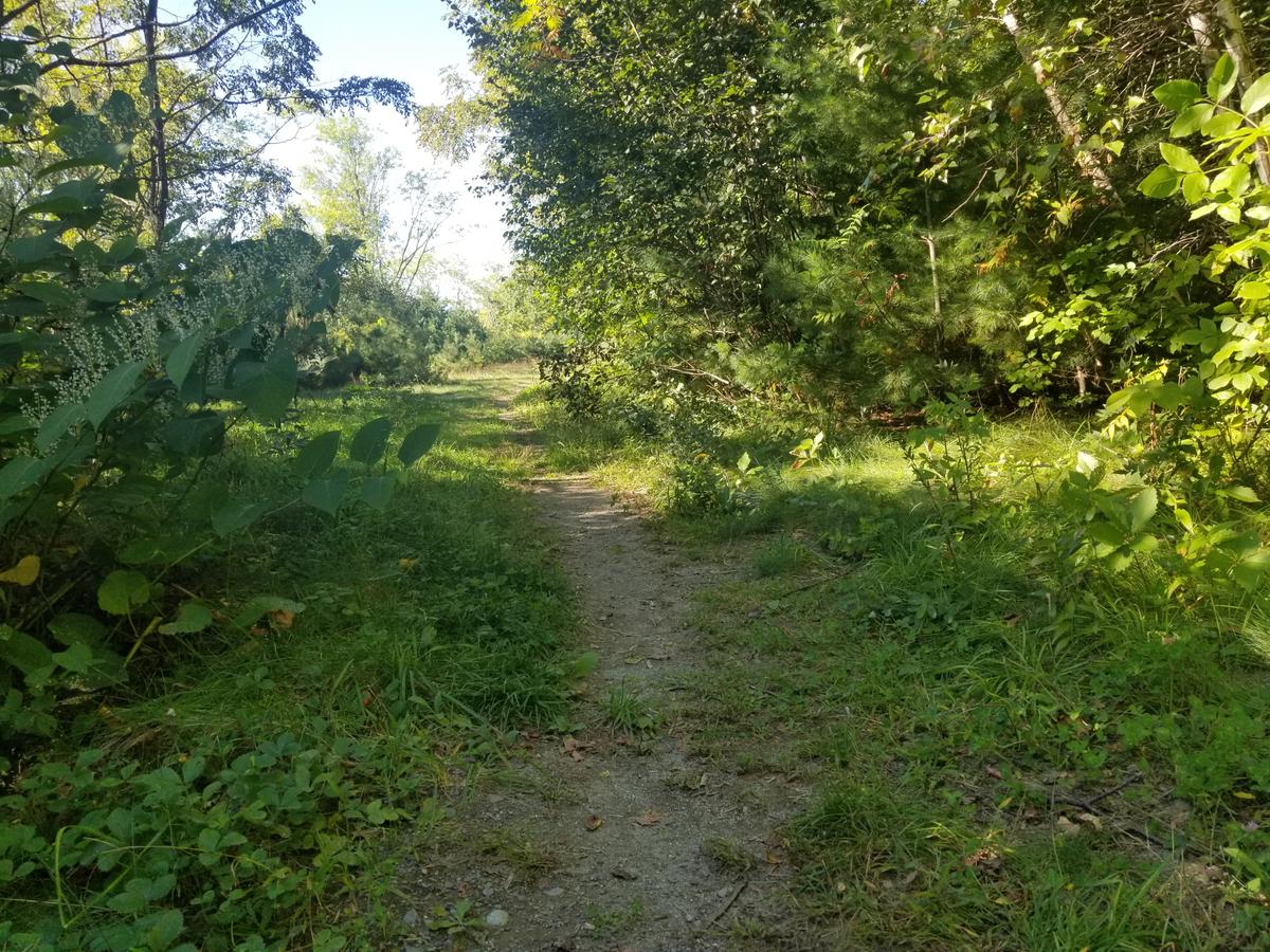 A section of trail with narrow treadway surrounded by grass.