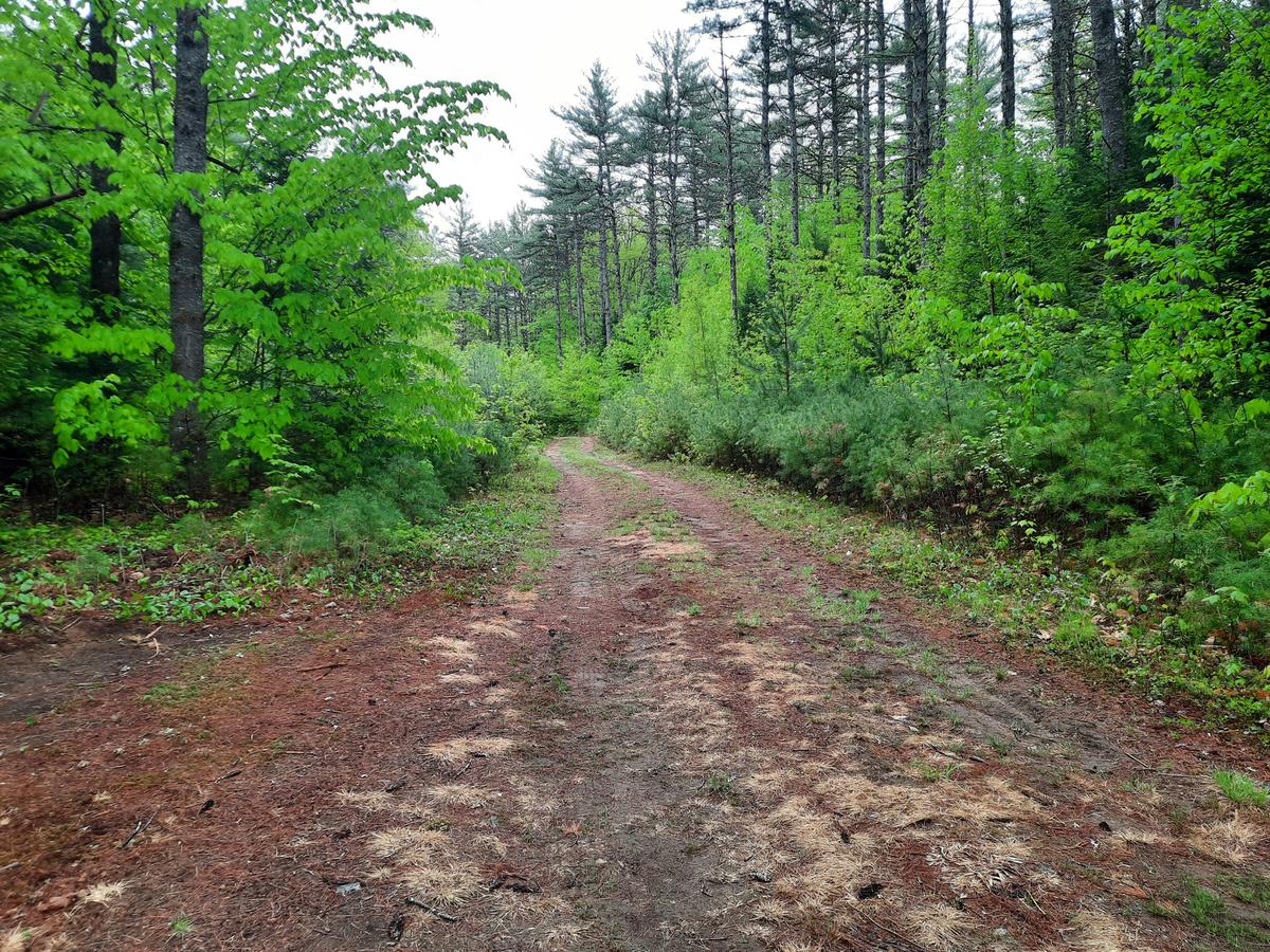 The canoe/kayak access road leaving the parking area.