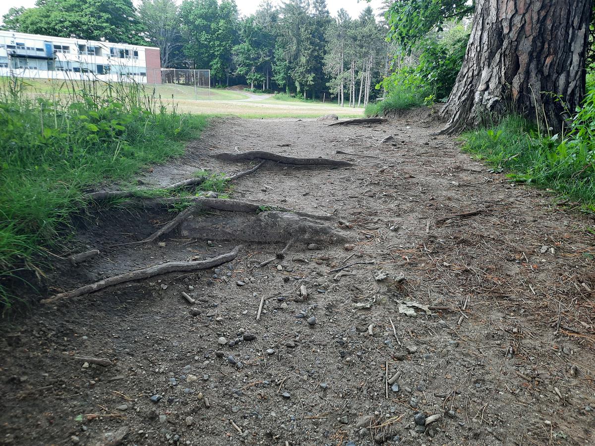 Roots along the trail.