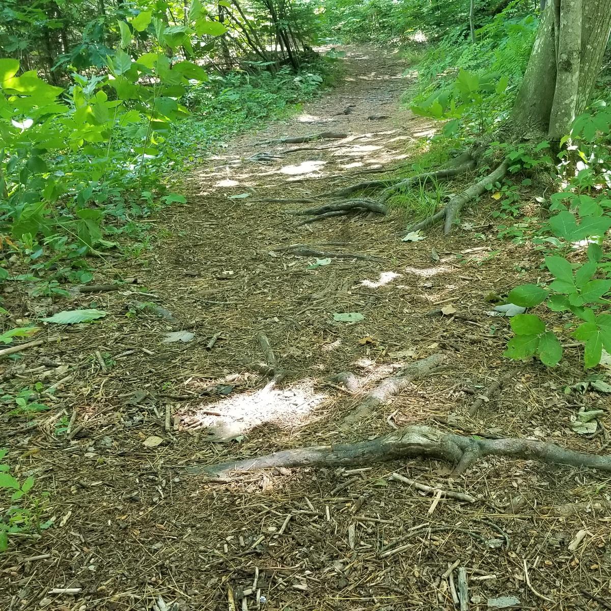 Trail surface at the start of the trail.