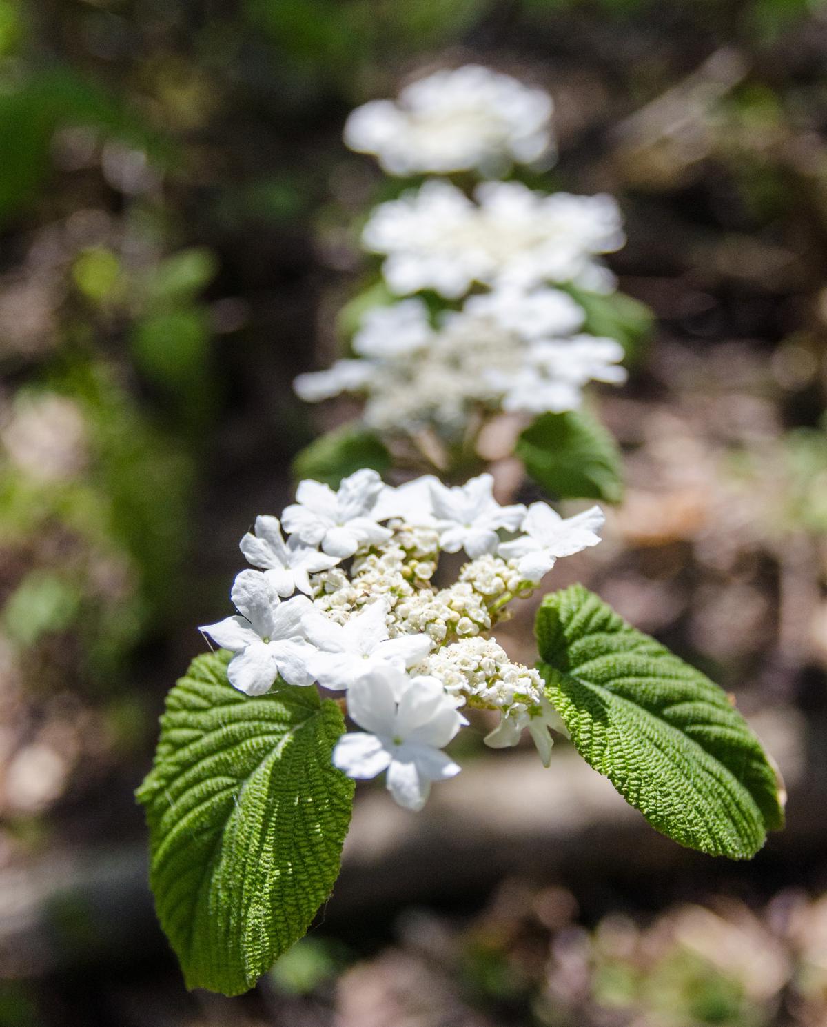 Hobblebush flowers in spring. Photo credit: Jean Polfus