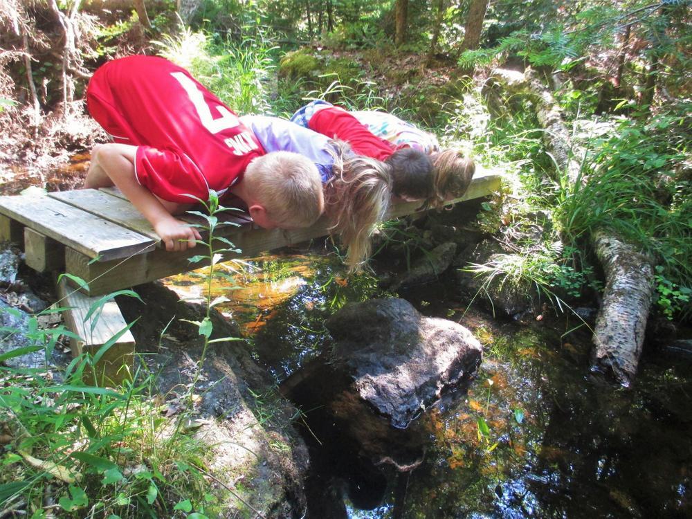 Looking at Patten Stream from a small bridge - there is always something interesting to see! (pc: Blue Hill Heritage Trust)