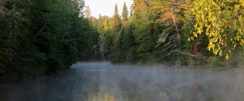 From Sea to Rivers: It's Alewife Migration Time!