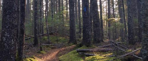 The Considerate Hiker