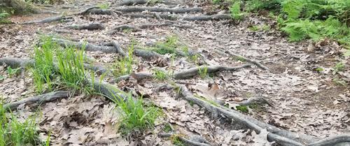 Enock's Adventures: Maquoit Bay Conservation Land