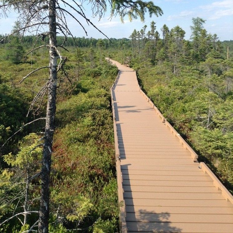 A wide boardwalk made of composite goes into a bog