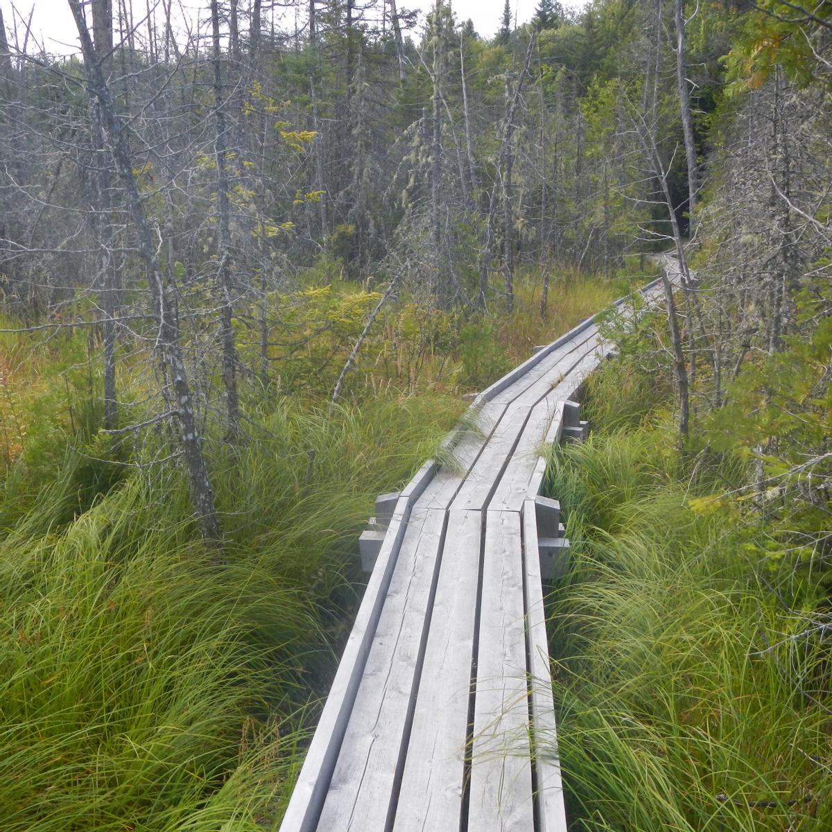 A somewhat narrow wooden boardwalk goes into a swamp