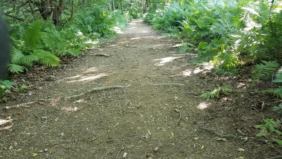 Roots on the trail surface.