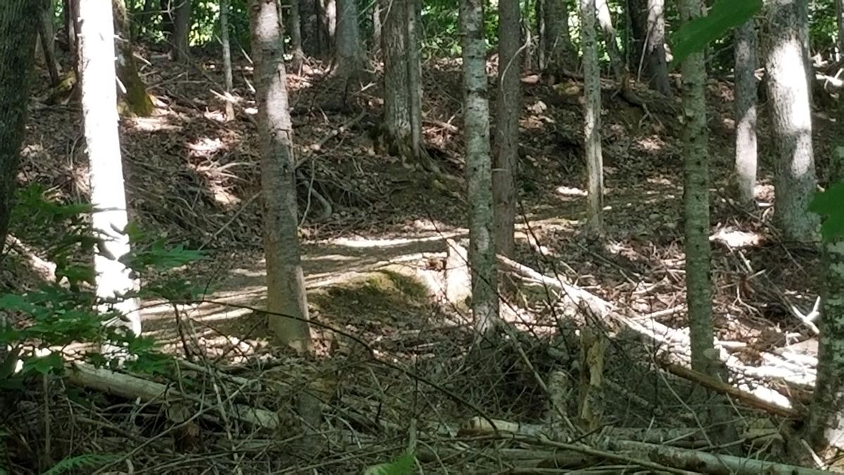 Trail that forks left and goes uphill.