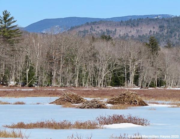 Virtual Hike: John A Segur Wildlife Refuge (East)